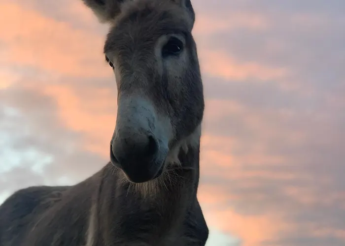 La Maison De Coutil, Aux De L'etang Des Noues *